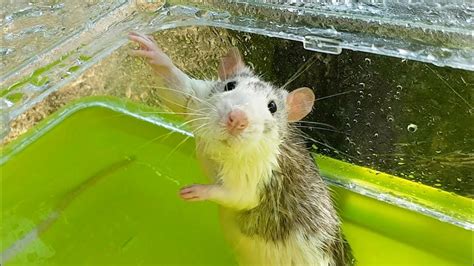 are rats attracted to swimming pools